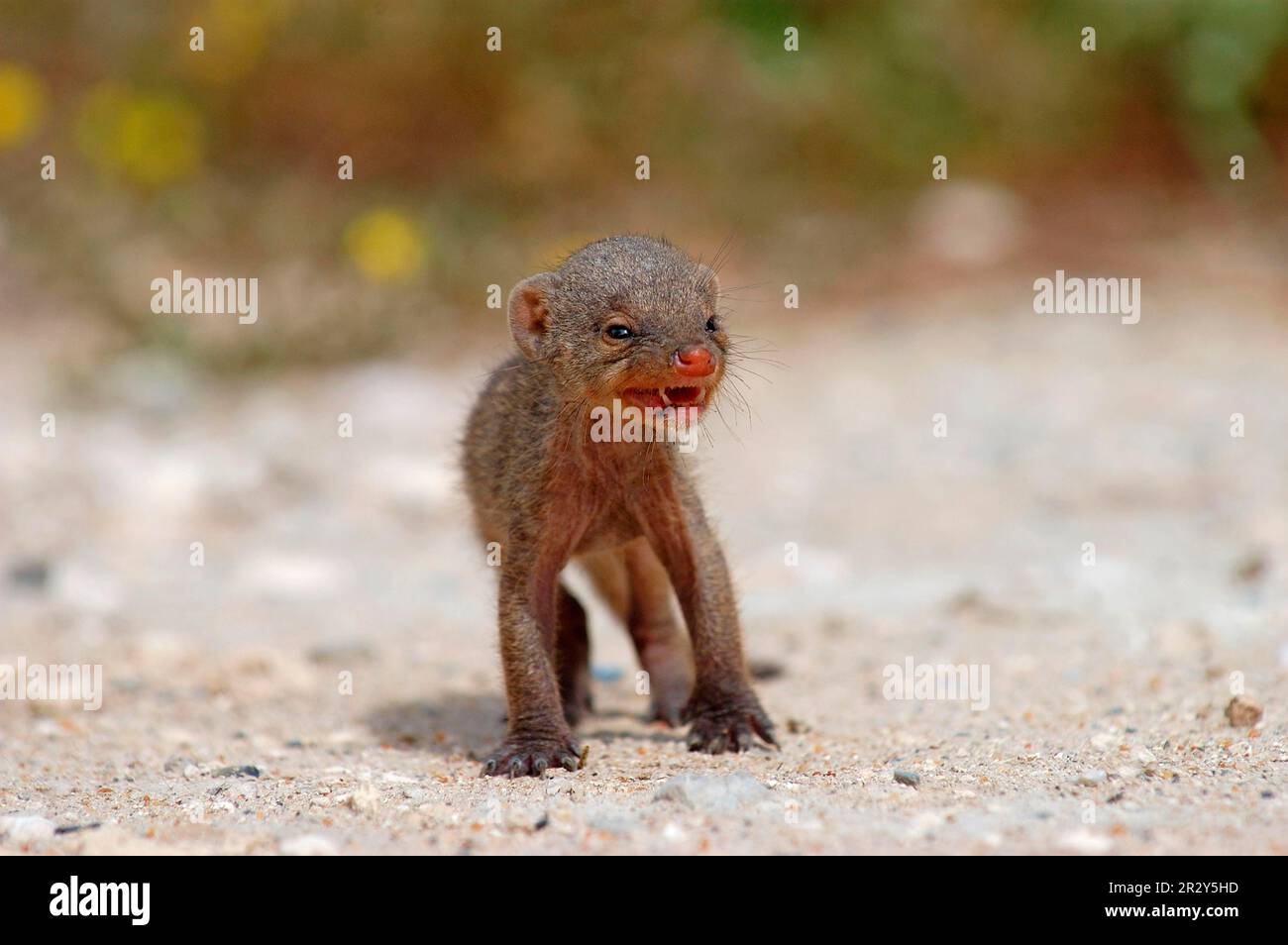Mangosta de cebra, mangostas anilladas (Mungos mungo), depredadores