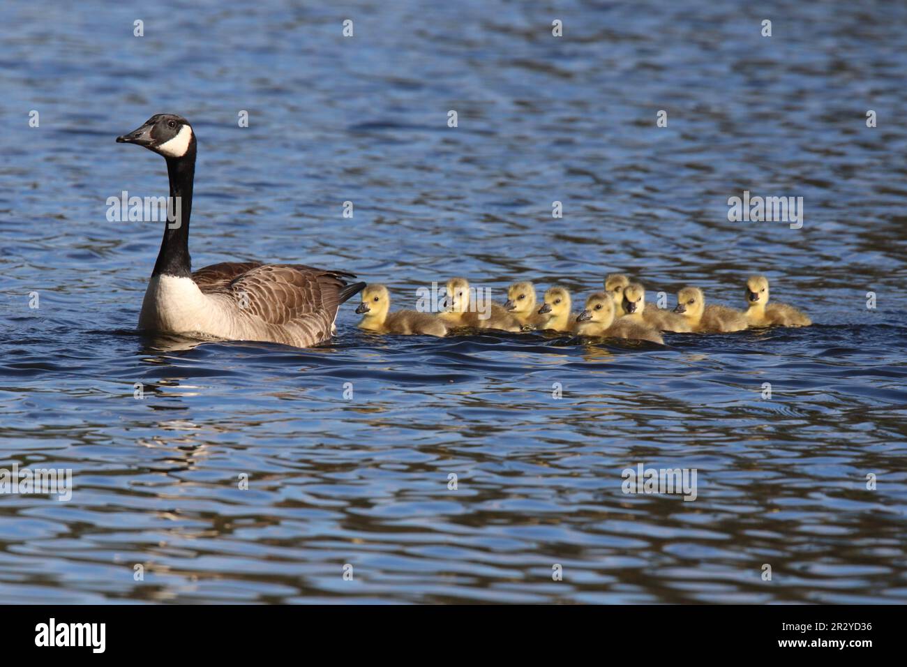 Familia de ganso de Canadá de nueve goslings nadando en una línea detrás del ganso padre Foto de stock