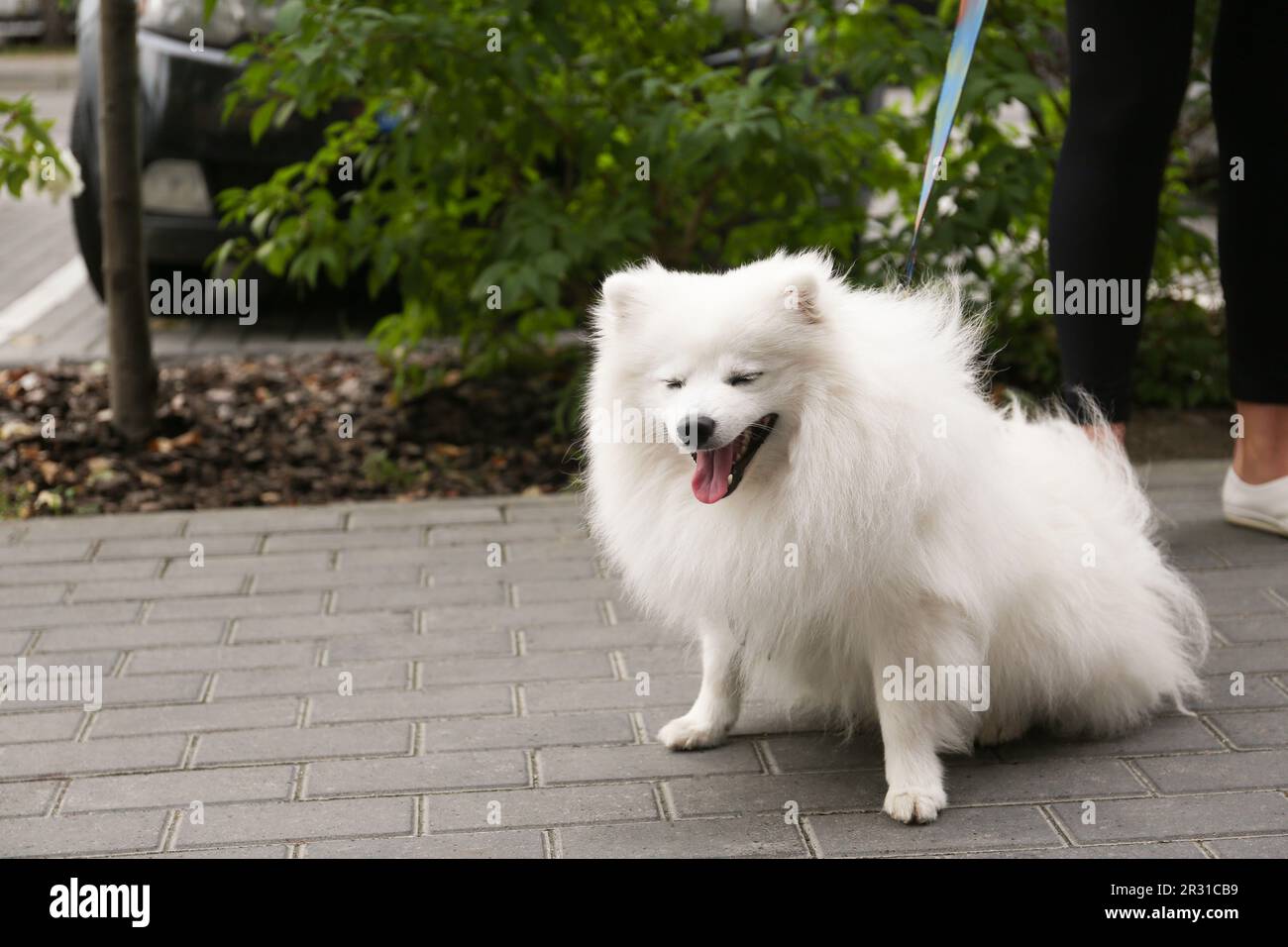 a que edad es adulto un spitz japones