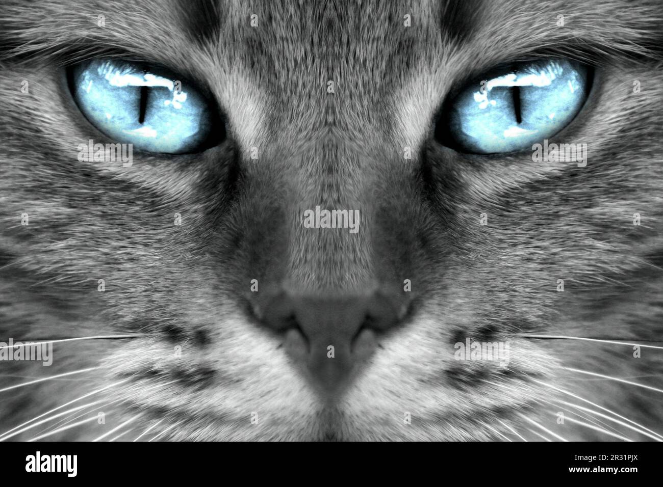 Ojos de gato azul Foto de stock