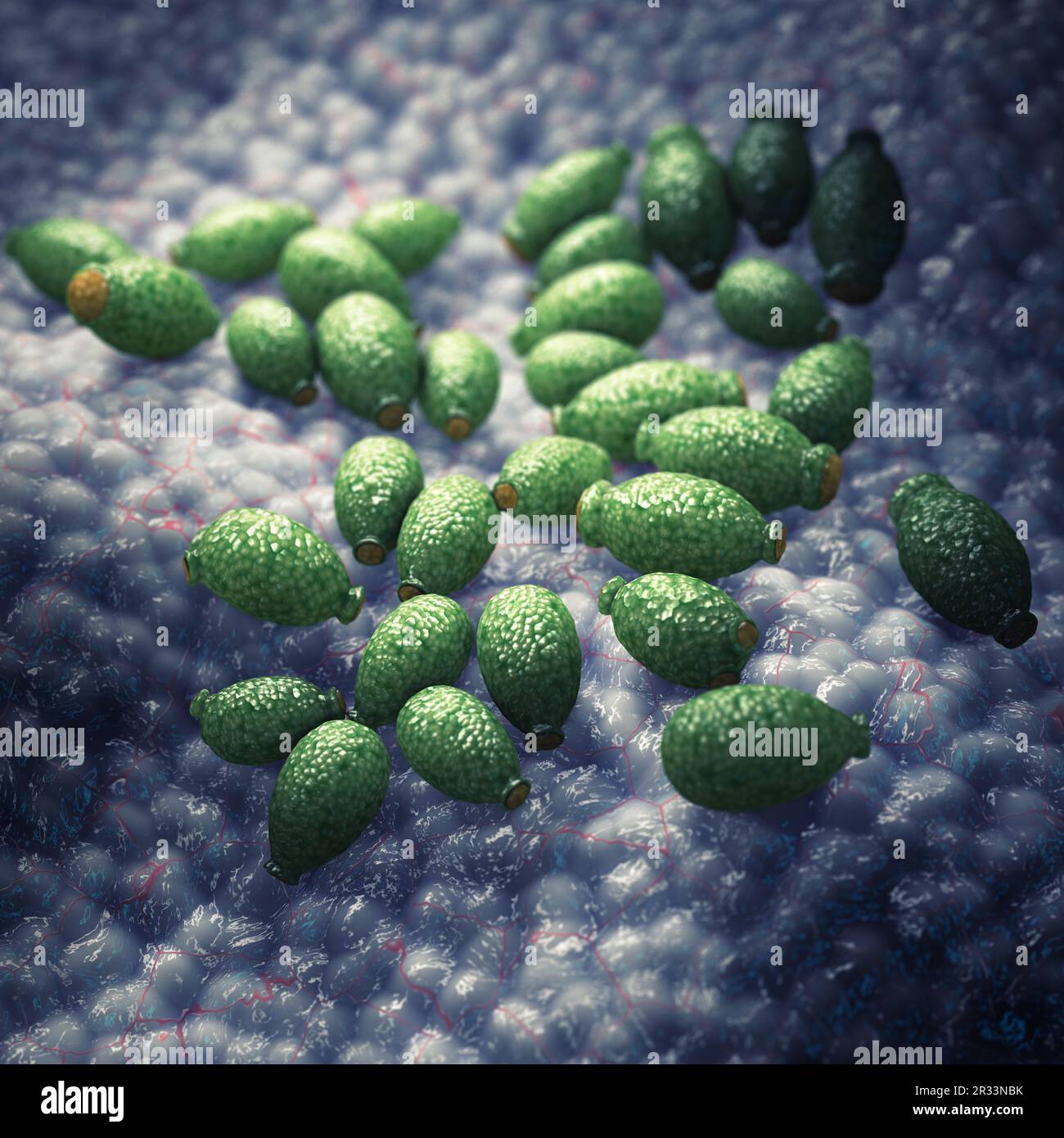 Candida albicans es un hongo de una sola célula que forma parte del