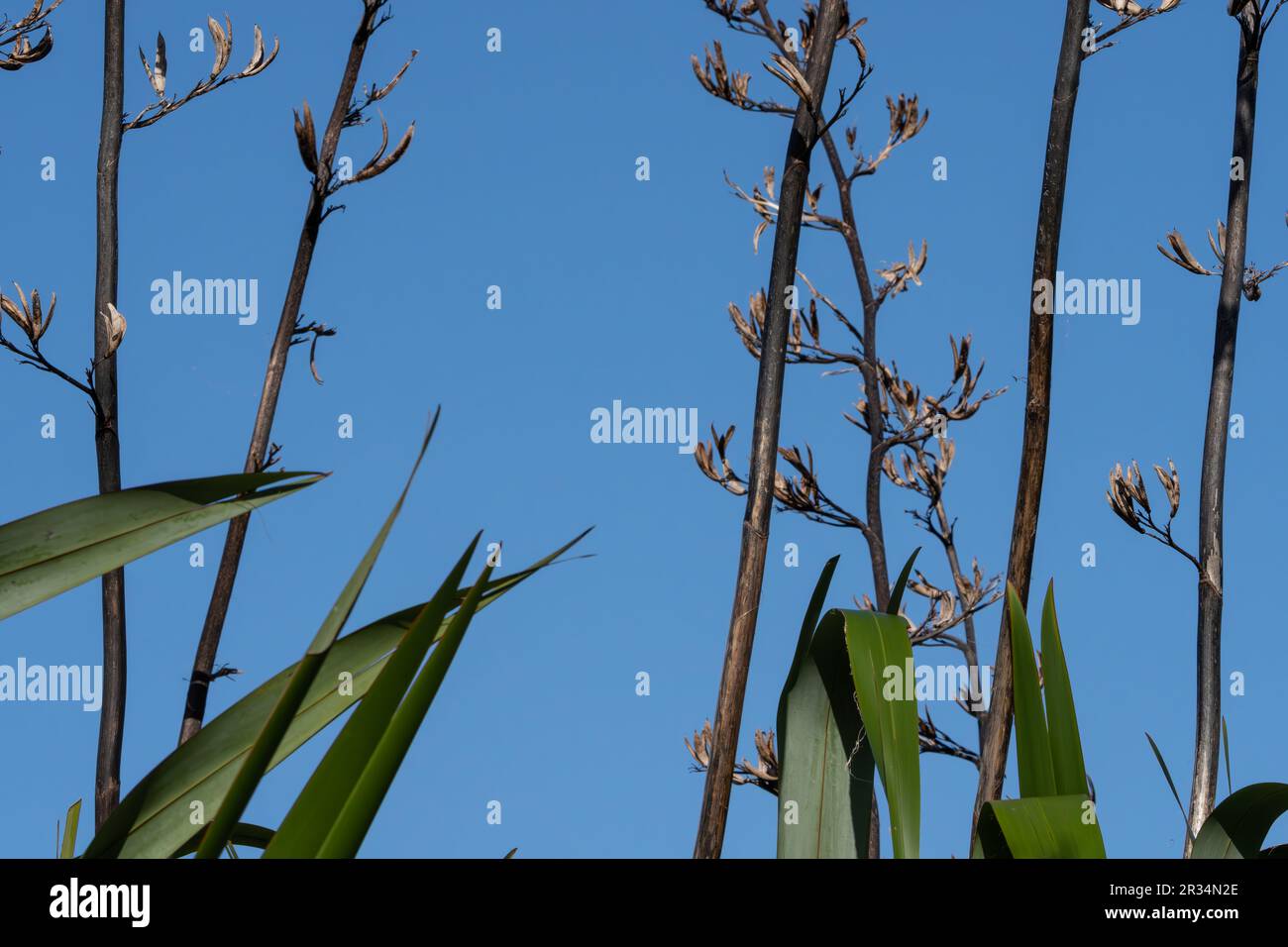 Planta de lino de Nueva Zelanda con flor seca y tallos de cabeza de semilla en invierno Foto de stock