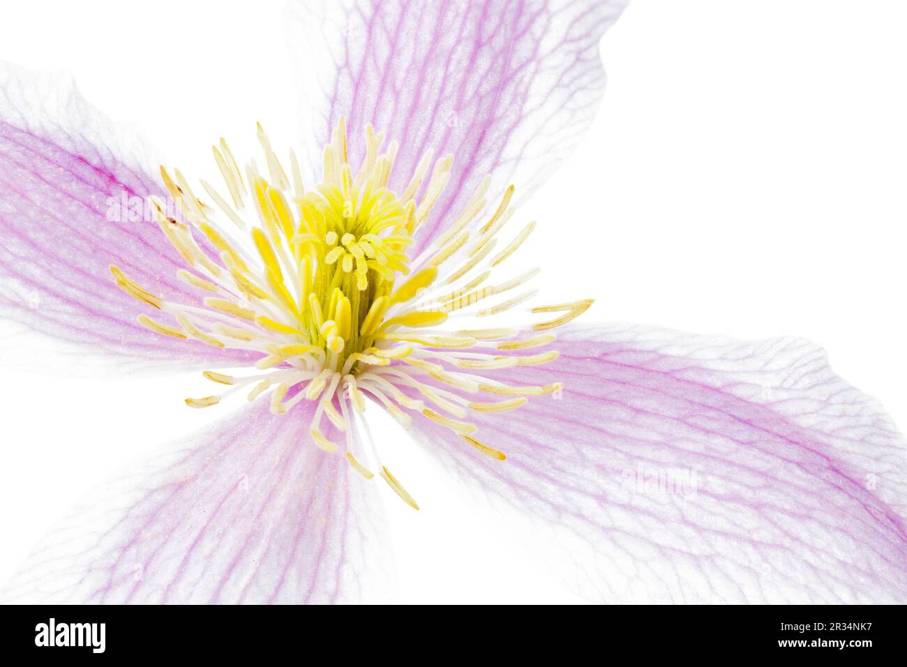 Blüte einer Clematis, Makroaufnahme Foto de stock