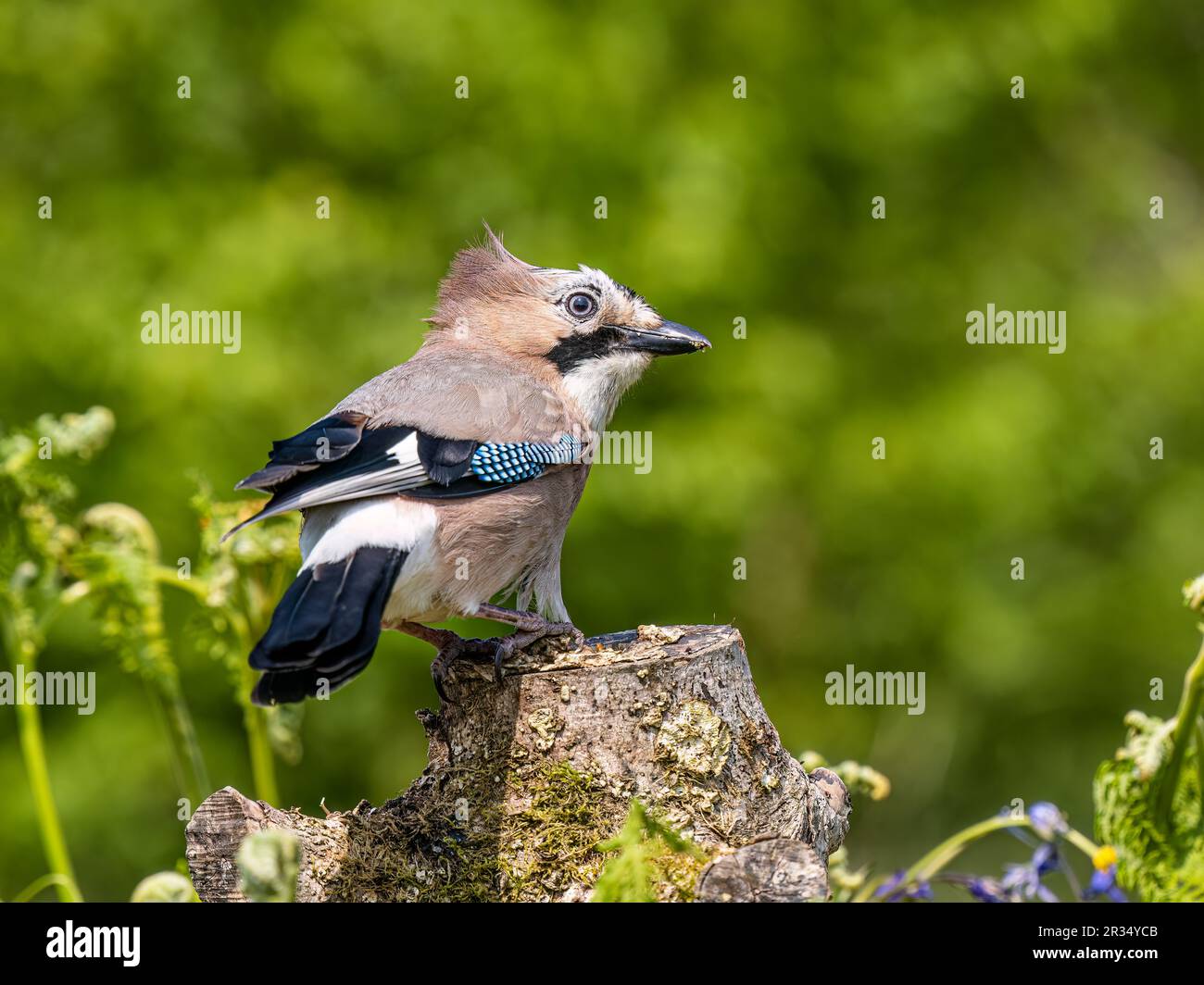 Un jay buscando en el sol de primavera en el medio de Gales. Foto de stock