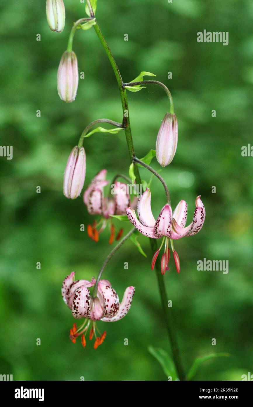 Lilium martagon Foto de stock