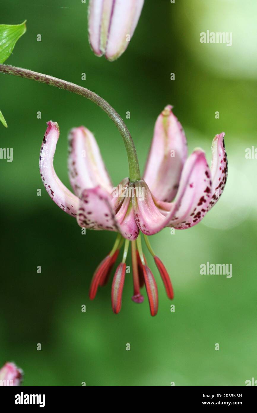 Lilium martagon Foto de stock