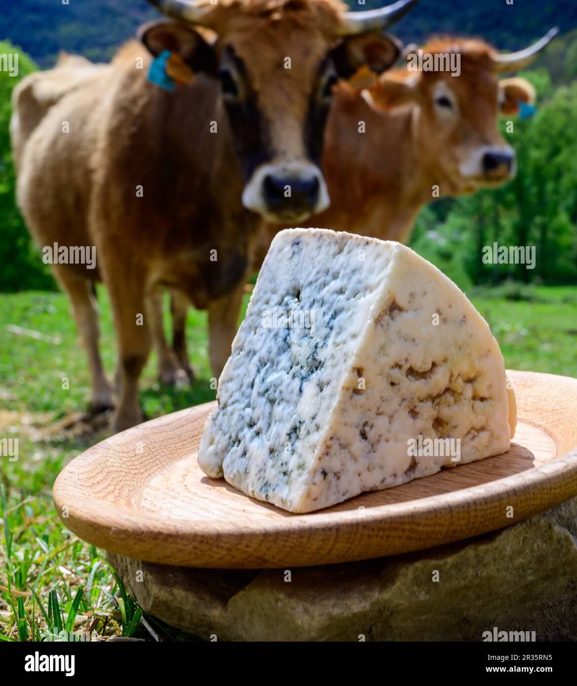 Cabrales, queso azul artesano elaborado por los ganaderos rurales de Asturias a partir de leche