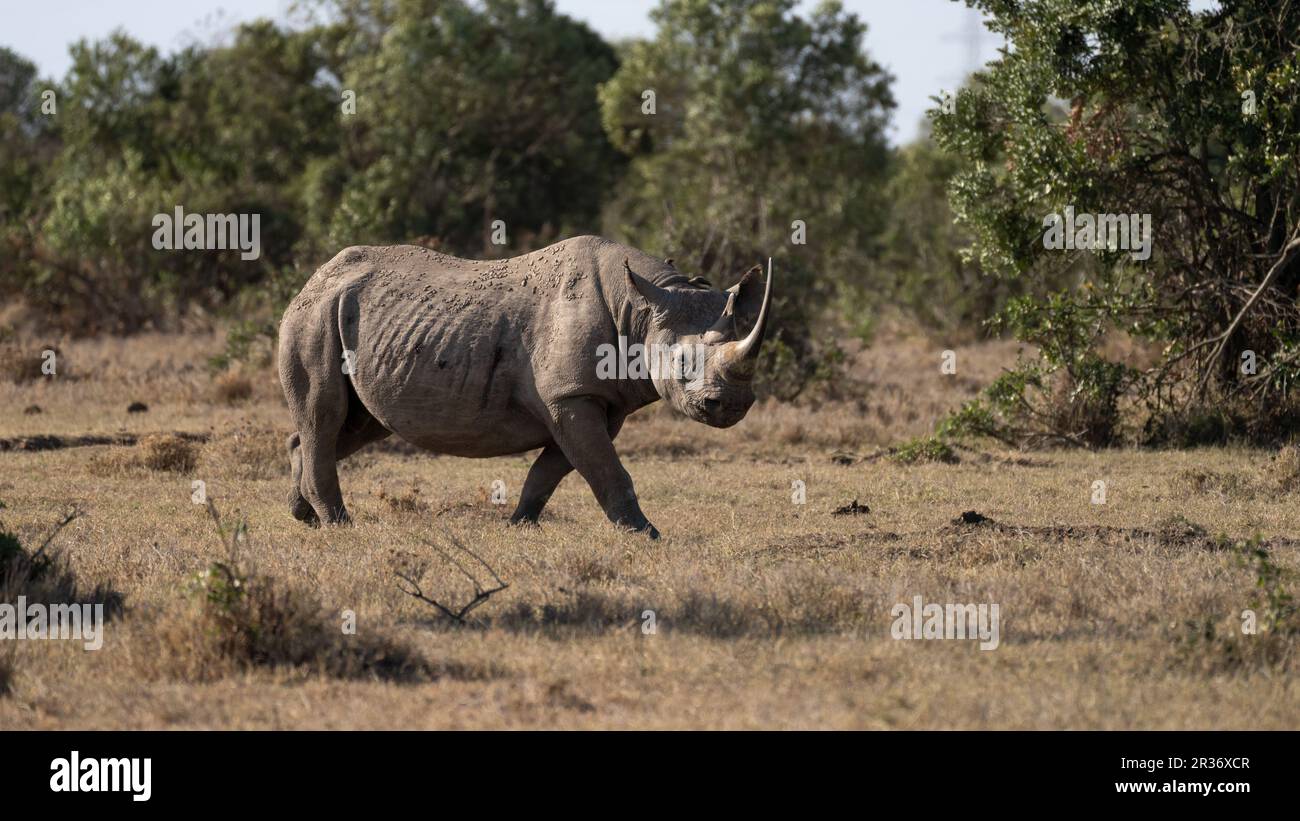 Rinoceronte blanco meridional (Ceratotherium simum) en OL Pejeta Conservancy, Kenia, África oriental Foto de stock