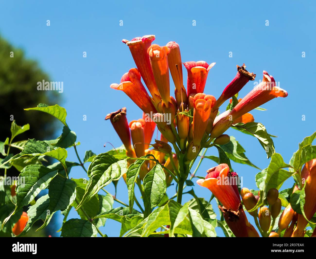 Naranja Esperanza (Tecoma alata) floreciendo en un jardín inglés Foto de stock