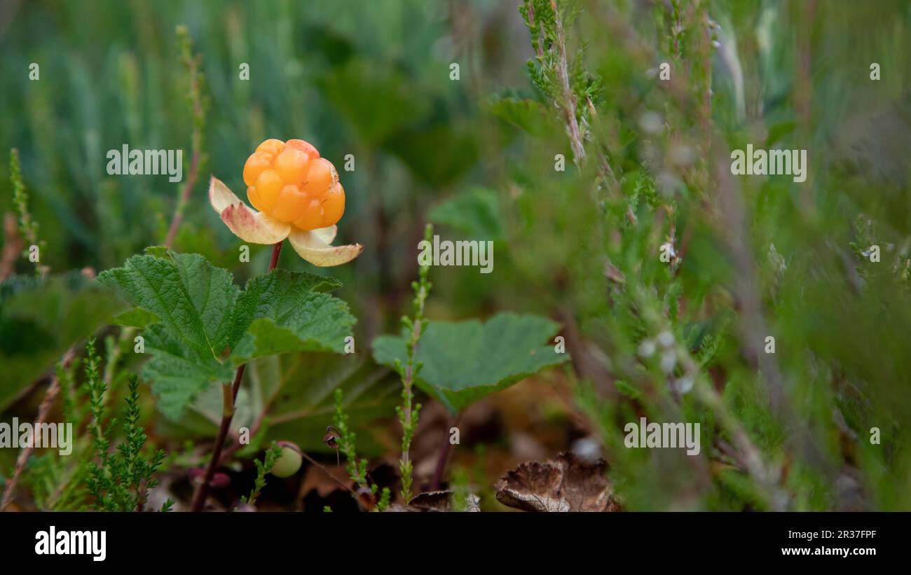 Esta especie vegetal es un hito de Laponia Foto de stock