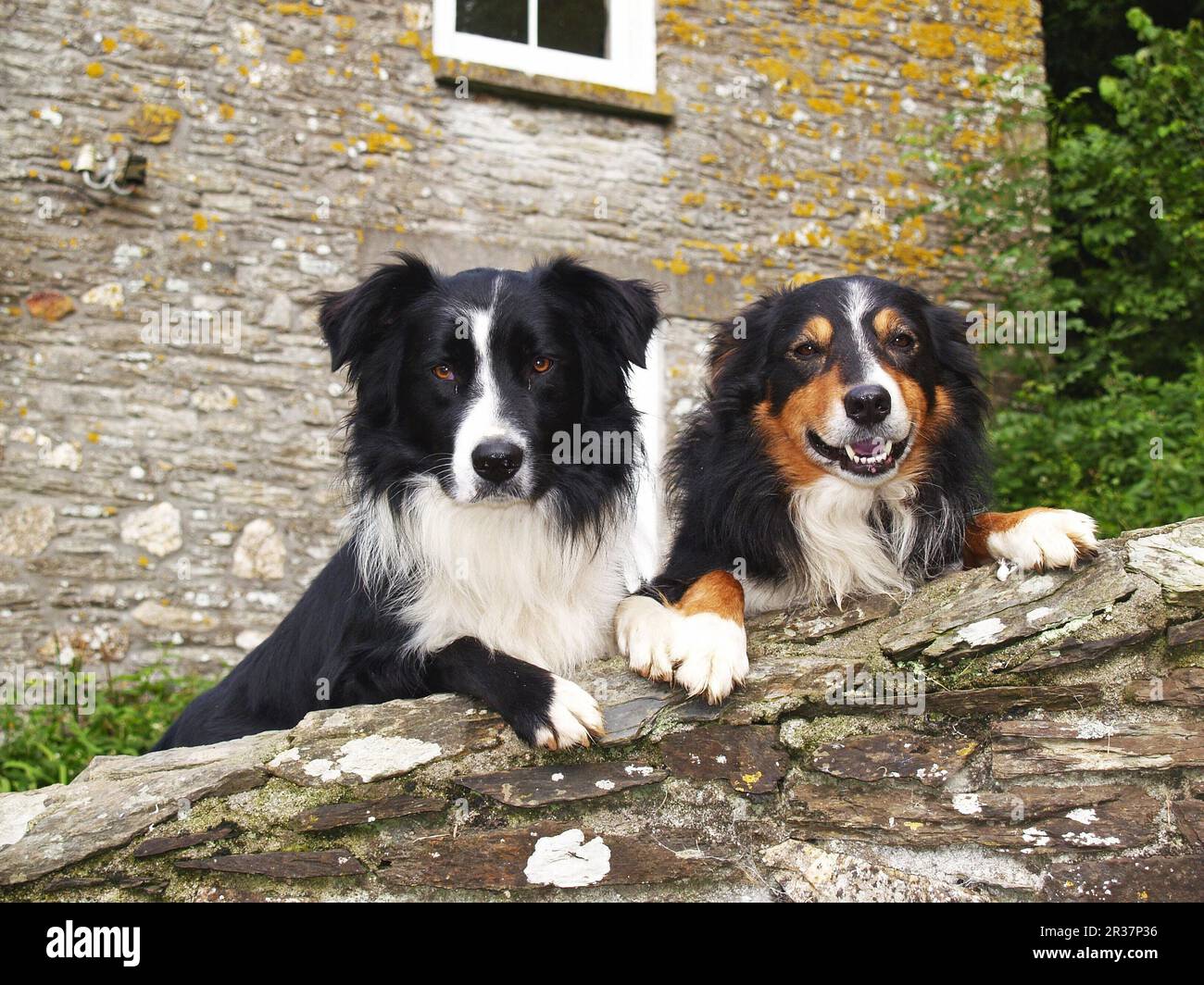 Perro doméstico, dos perros pastores collie, mirando sobre la pared,  Inglaterra, Reino Unido Fotografía de stock - Alamy