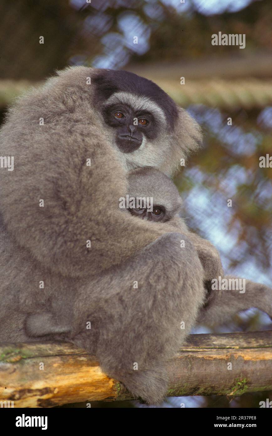 Gibbon plateado (Hylobates moloch) (o Moloch) Mujer con bebé, W. Java (S) Foto de stock