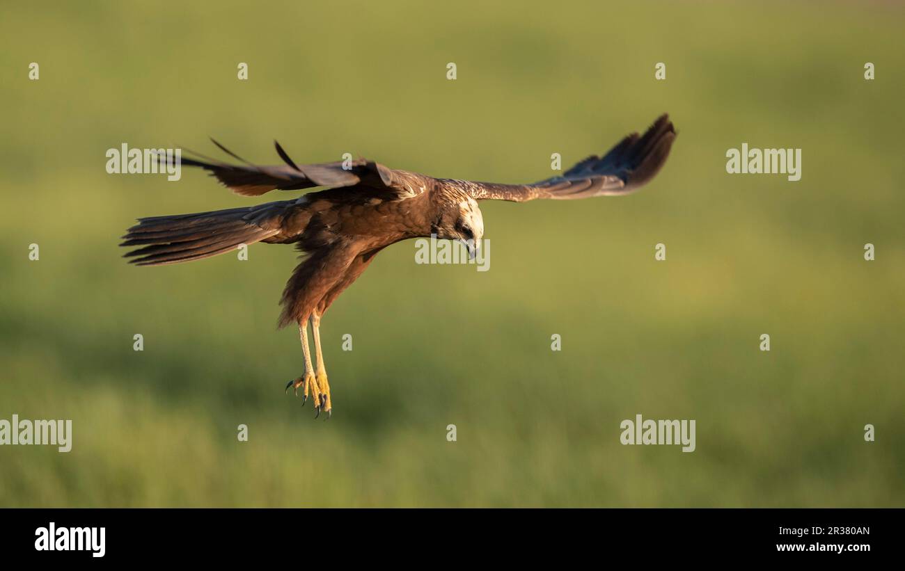 Marsh Harrier en vuelo de búsqueda Foto de stock