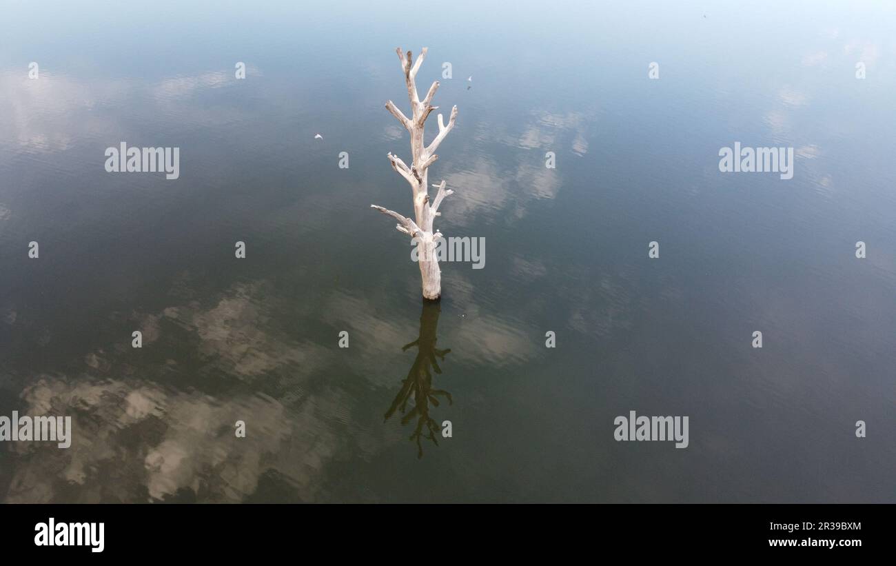 Depósito de Nove mlyny y árbol solitario restante en el área inundada, Palava, República Checa, Europa, paisaje aéreo del panorama invernal Foto de stock