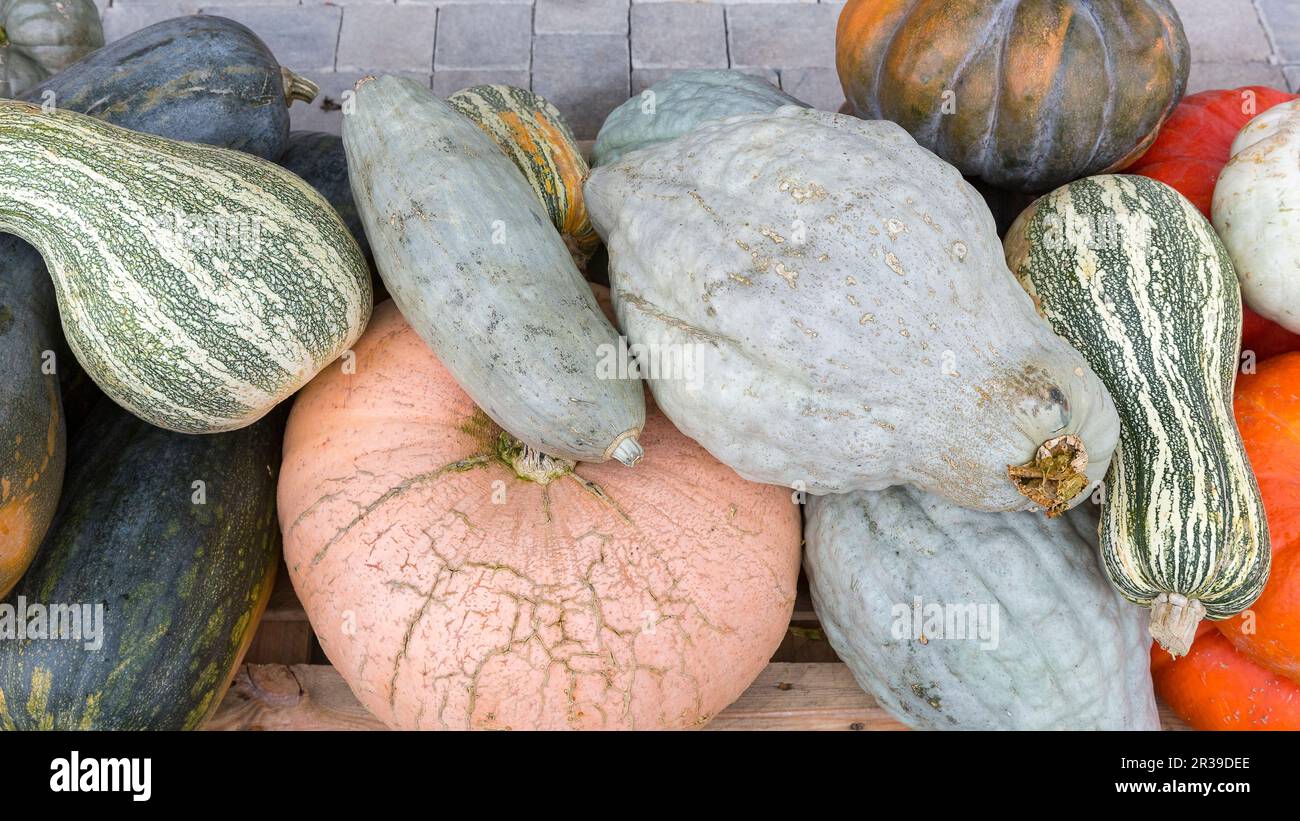 Varias calabazas diferentes en otoño en formato 16 a 9 Foto de stock