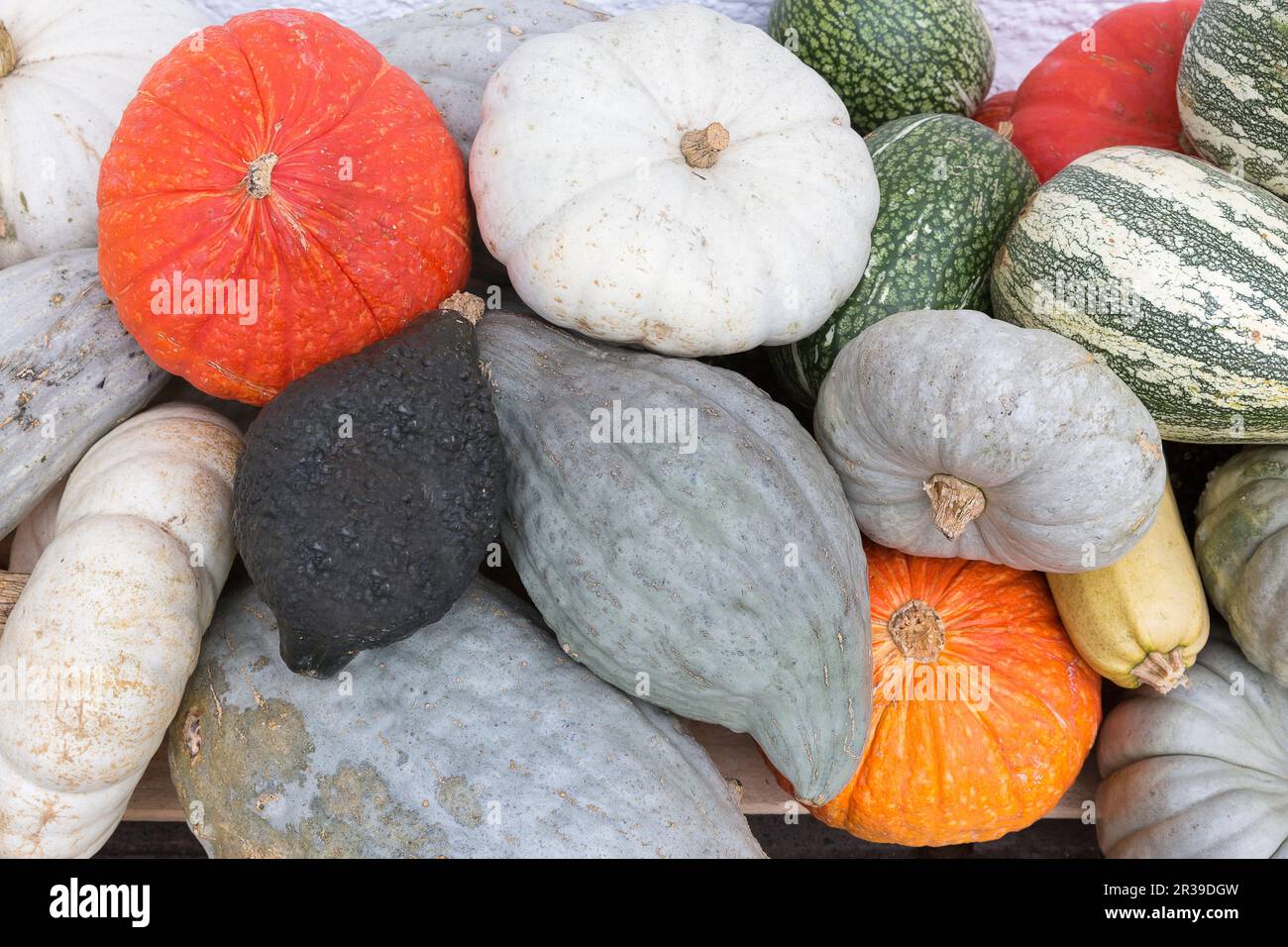 Varias calabazas diferentes en otoño Foto de stock