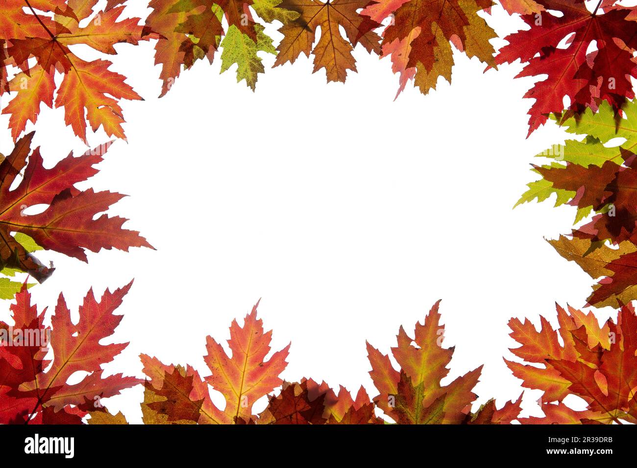 Hojas de arce con color de otoño y espacio libre de texto Foto de stock