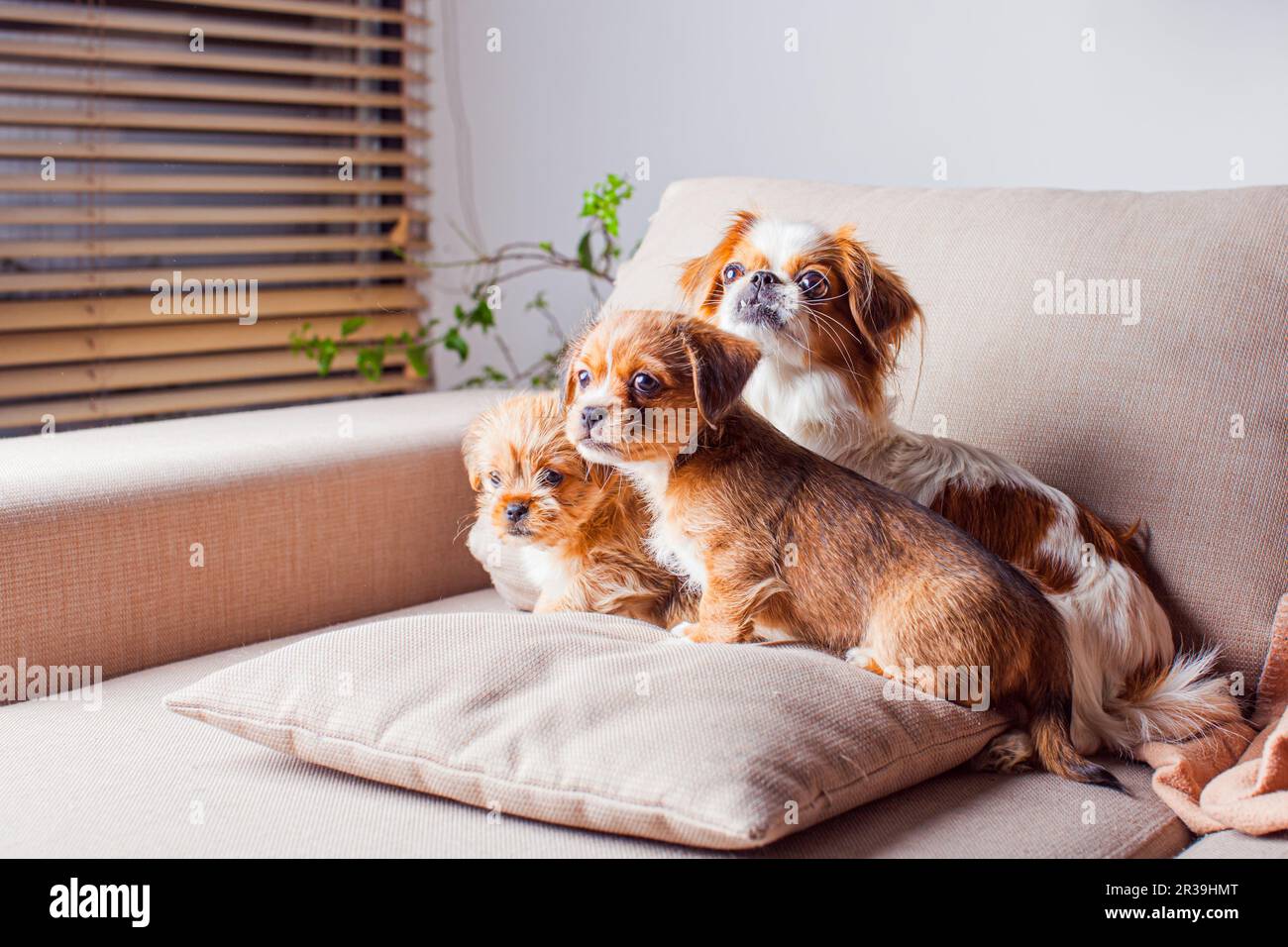 La mujer Pekingese protege sus cachorros en el interior Foto de stock