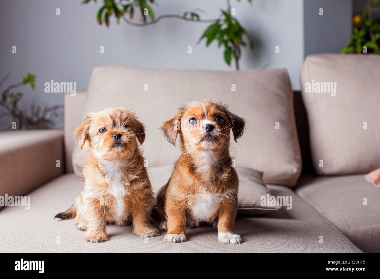 Los cachorros de Pekingese están mirando con gran codicia Foto de stock