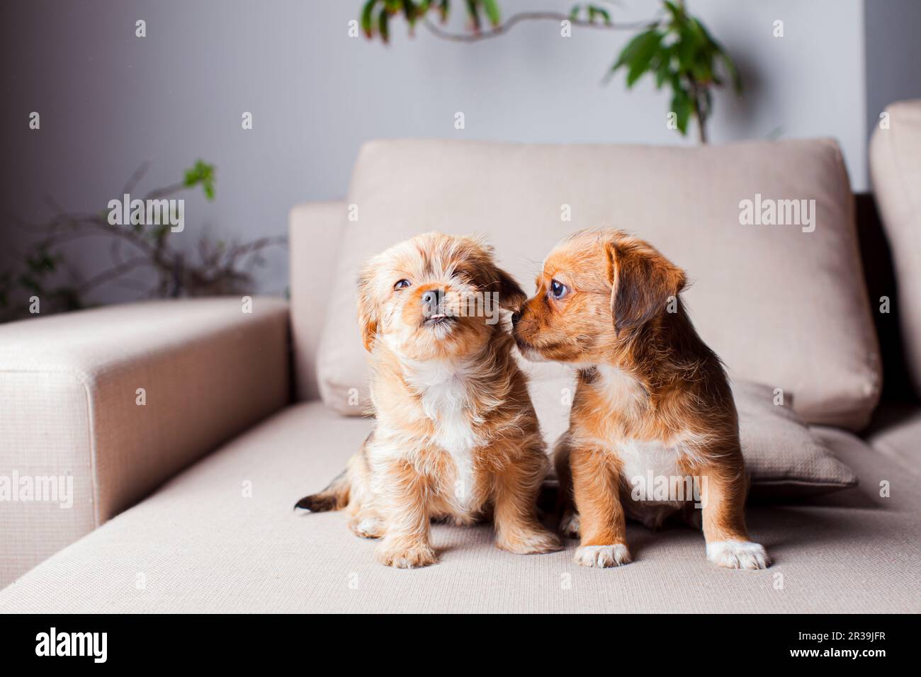 Los hermosos cachorros de Pekingese se familiarizan en el interior Foto de stock