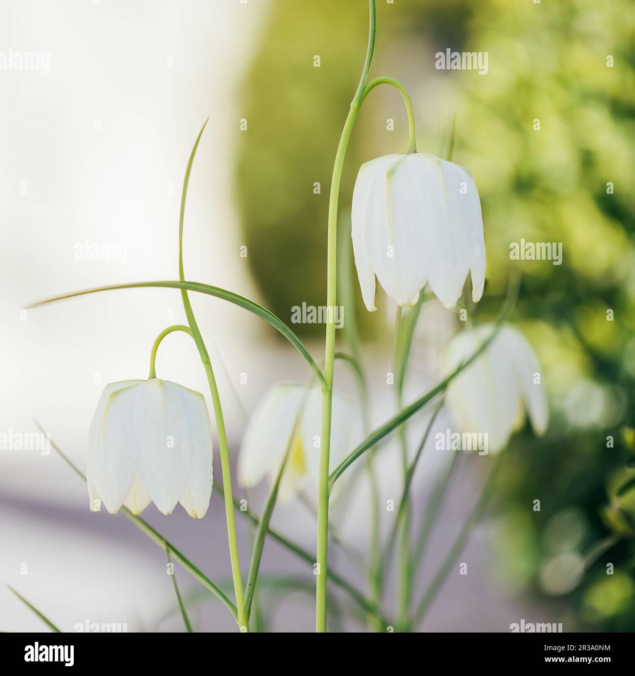 Flor de tablero de ajedrez blanco (Fritillaria meleagris), formato cuadrado Foto de stock
