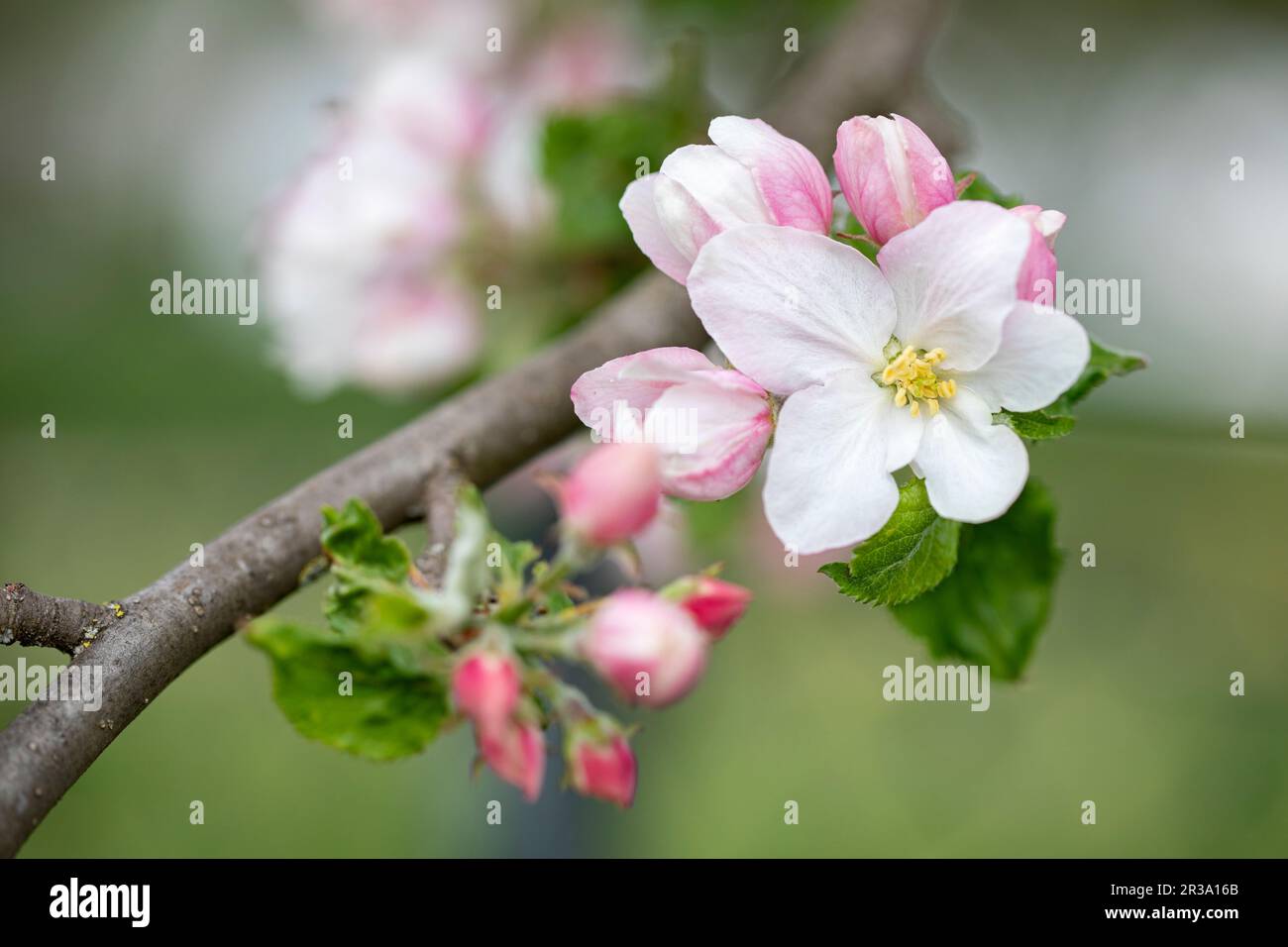 Apfelblüten, Nahaufnahme mit geringer Schärfentiefe Foto de stock