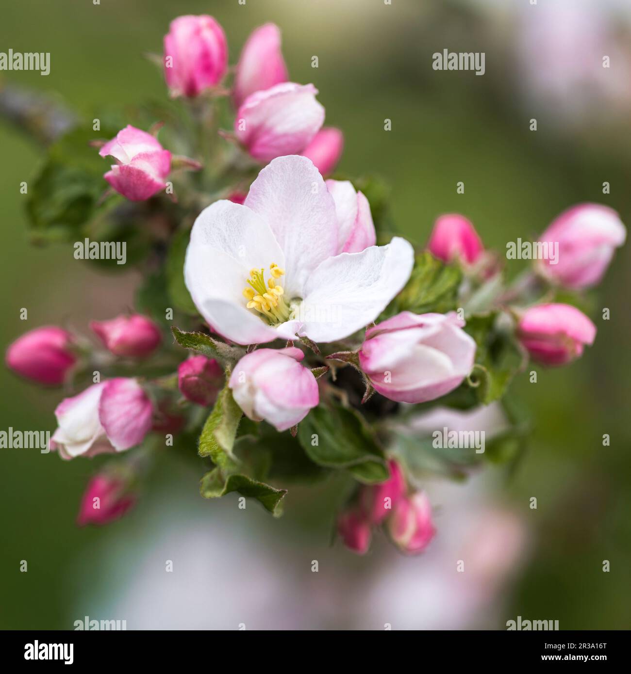 Flores de manzana, cerca con poca profundidad de campo Foto de stock