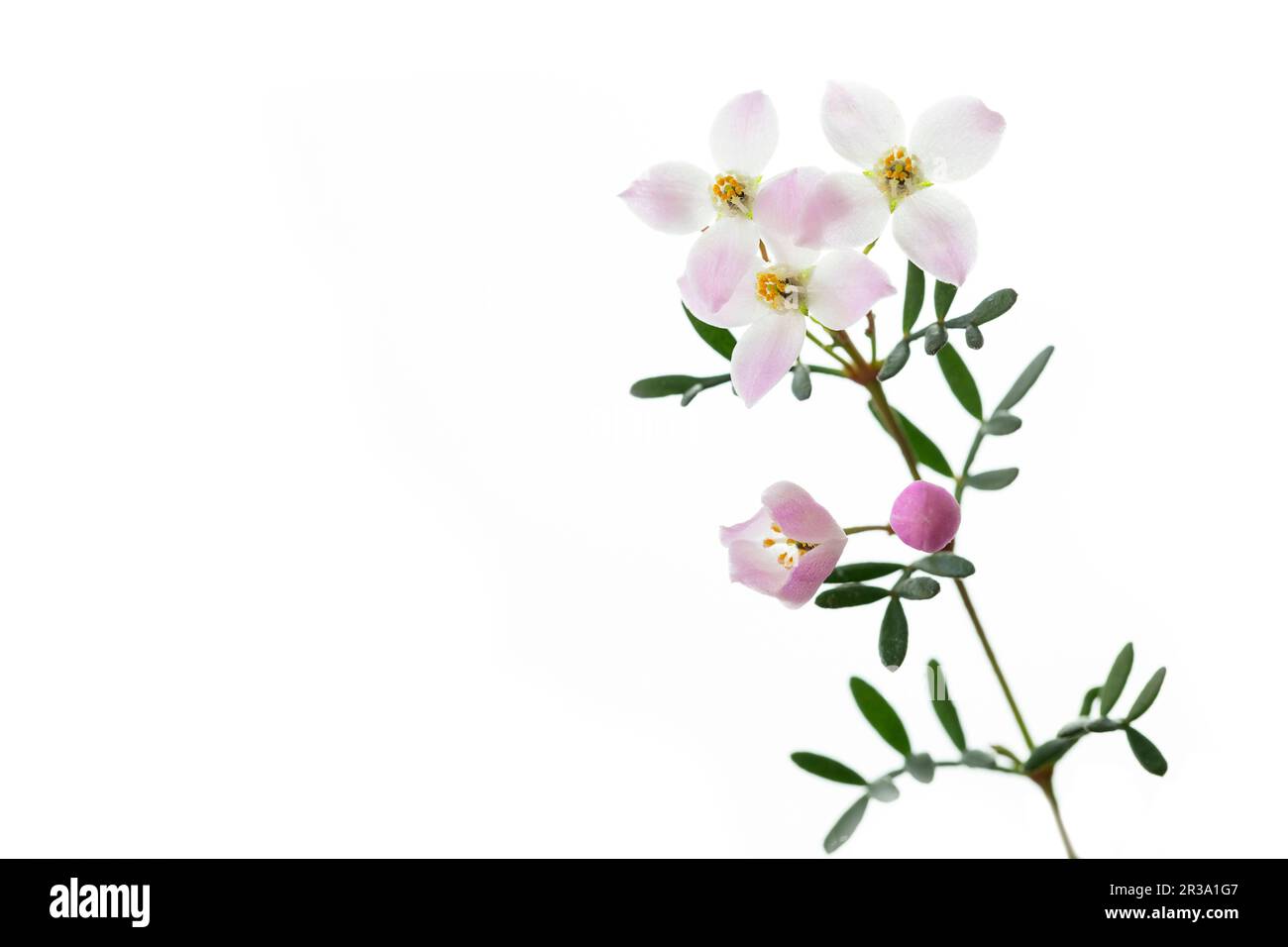 Boronia anemonifolia sobre fondo blanco Foto de stock