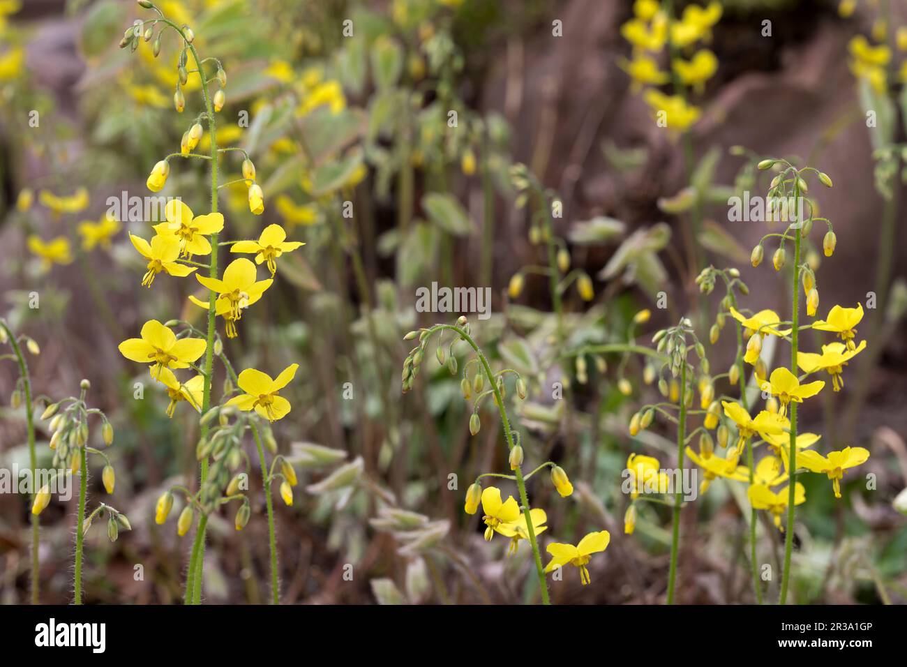 Flor de elfo (Epimedium) en jardín, macro Foto de stock