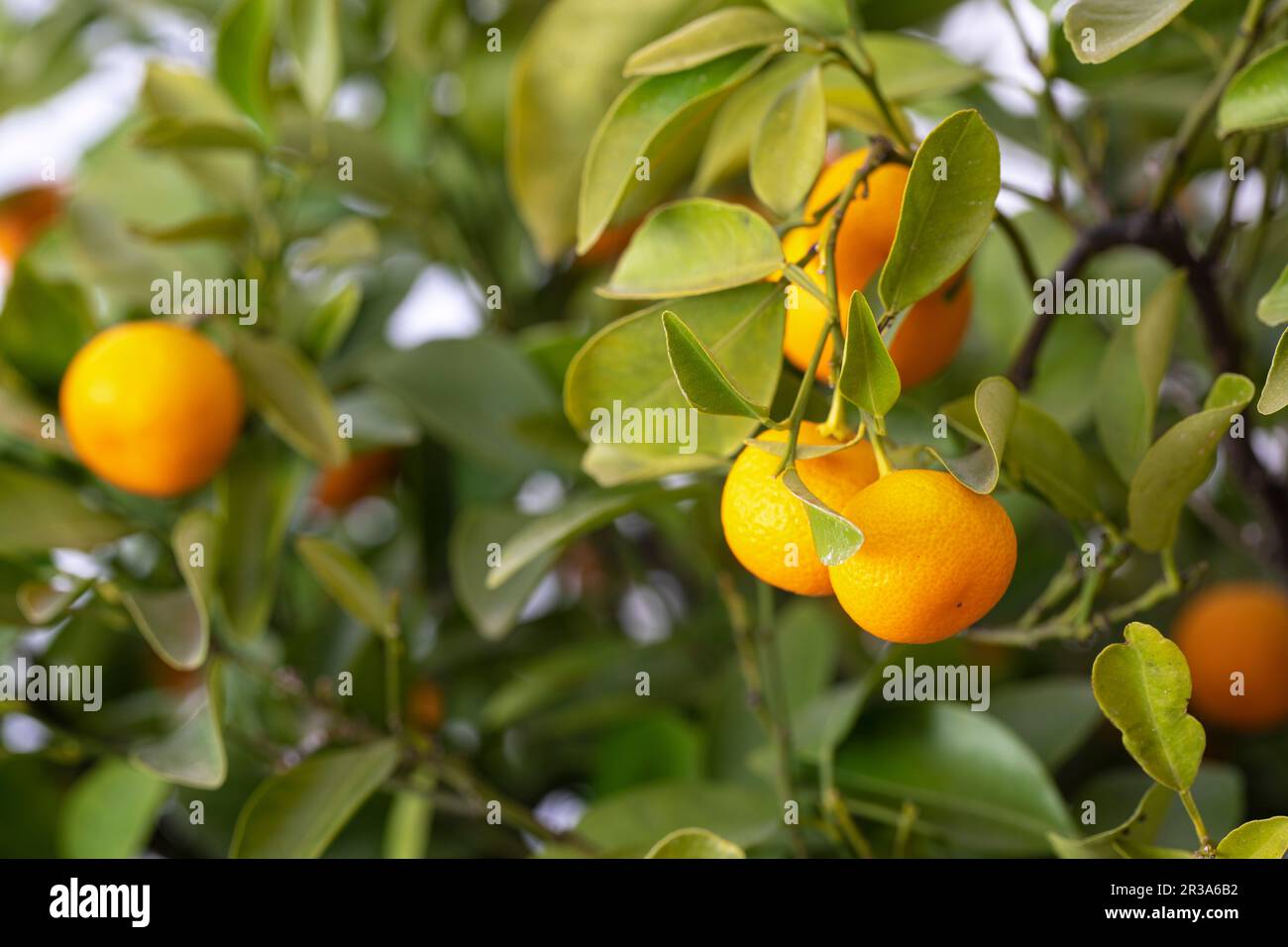 Naranjas maduras en un pequeño árbol de naranja Foto de stock