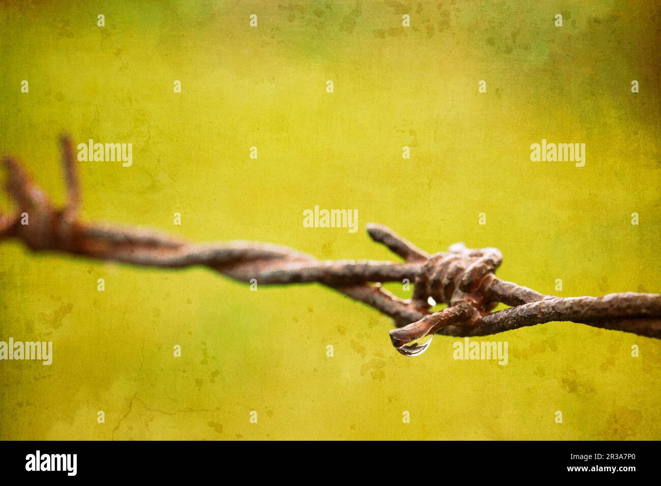 Detalle de la cerca de alambre de púas con gotas de lluvia, textura superpuesta Foto de stock