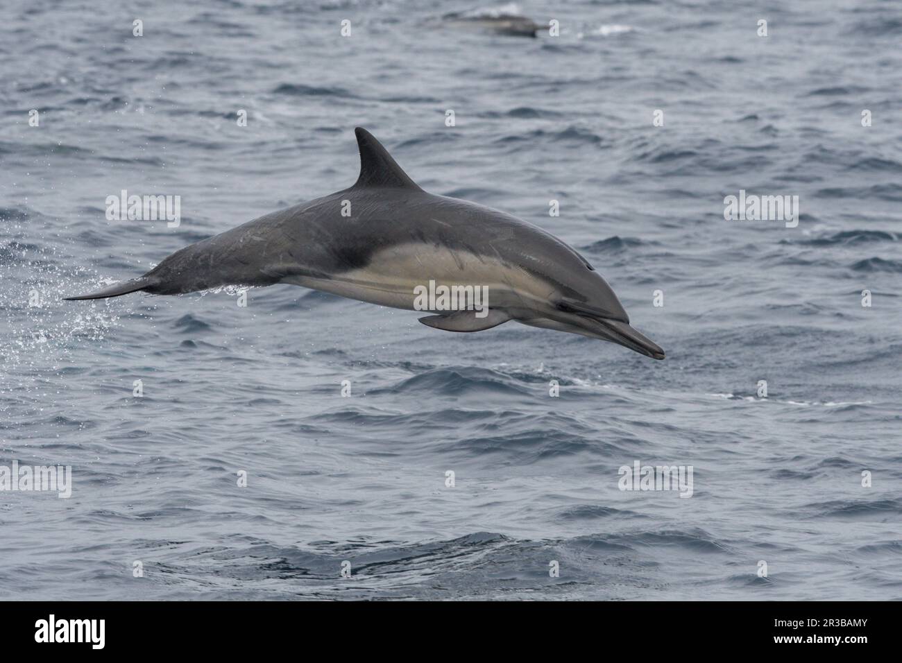 Delfín de pico largo en la caza Foto de stock