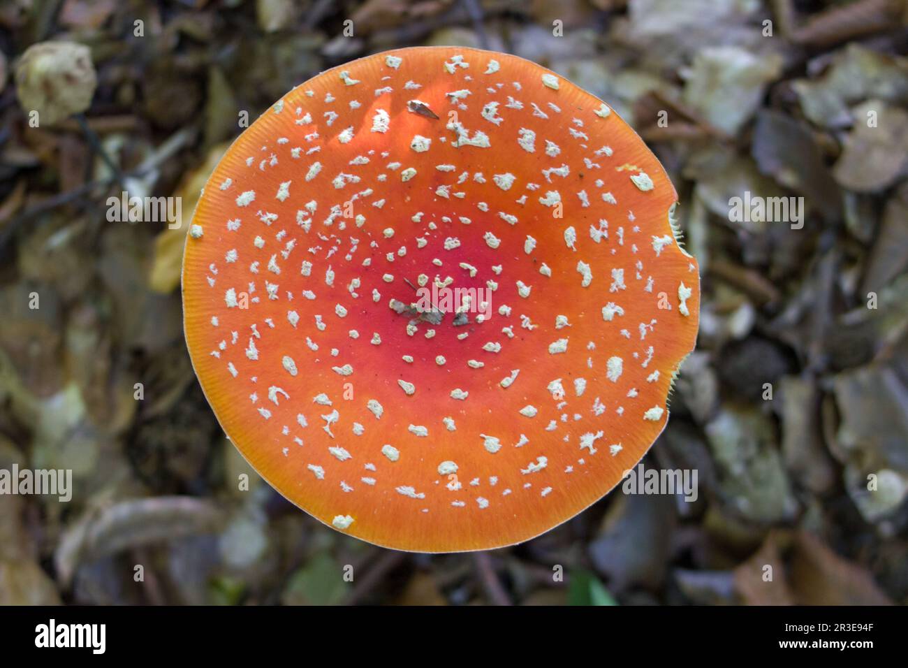 En el bosque, un hongo grande ha cultivado agar rojo venenoso de la mosca Foto de stock