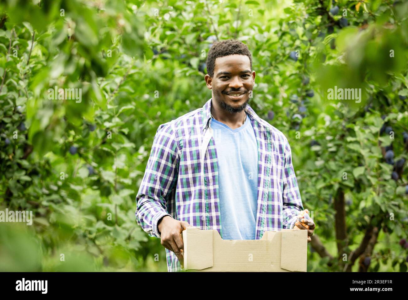Retrato del hombre africano sonriente satisfecho, joven agricultor,  sosteniendo una caja de madera con cosecha de frutas. Hombre joven en camisa  de cuadros en huerto de frutas entre pl Fotografía de stock -