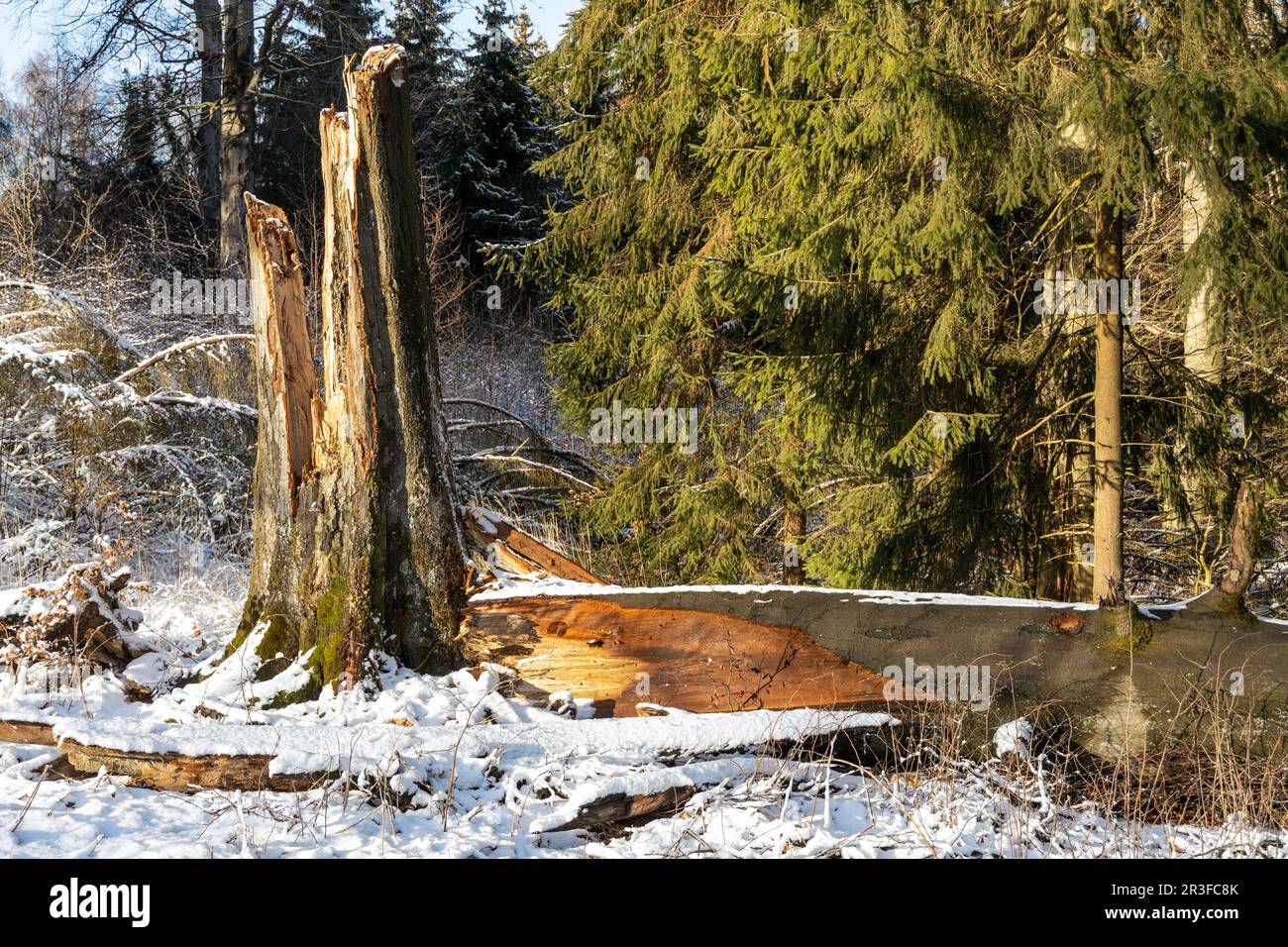 El viento rompe la impresión de invierno de las montañas Harz Foto de stock