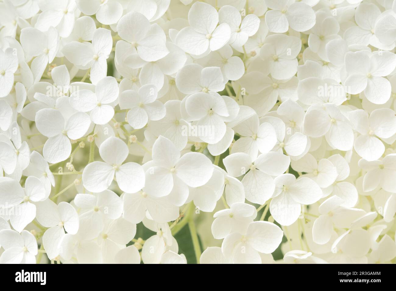 Detalle de flor de Hydrangea en flor Foto de stock