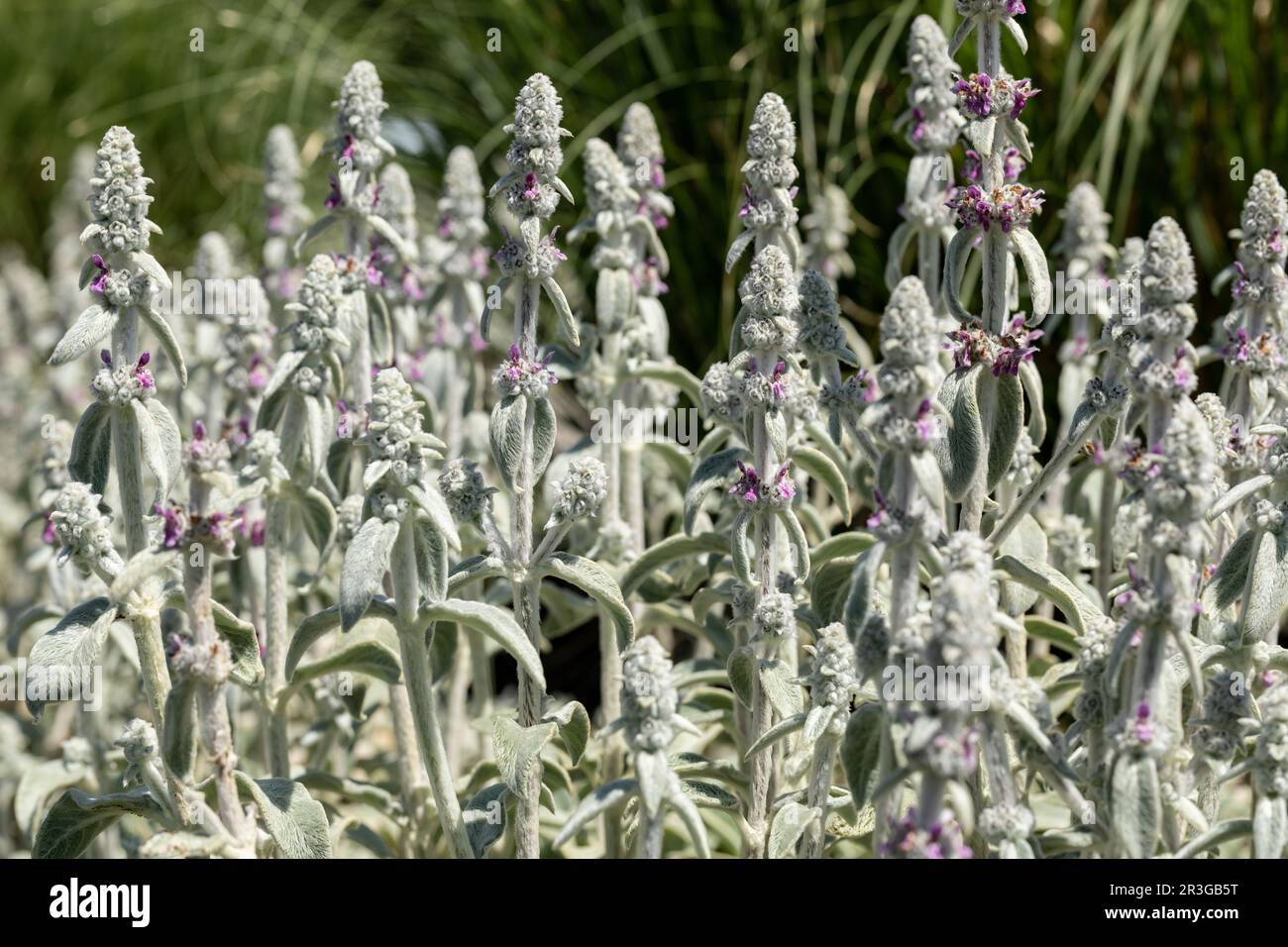 Blooming stachys byzantina en un jardín Foto de stock