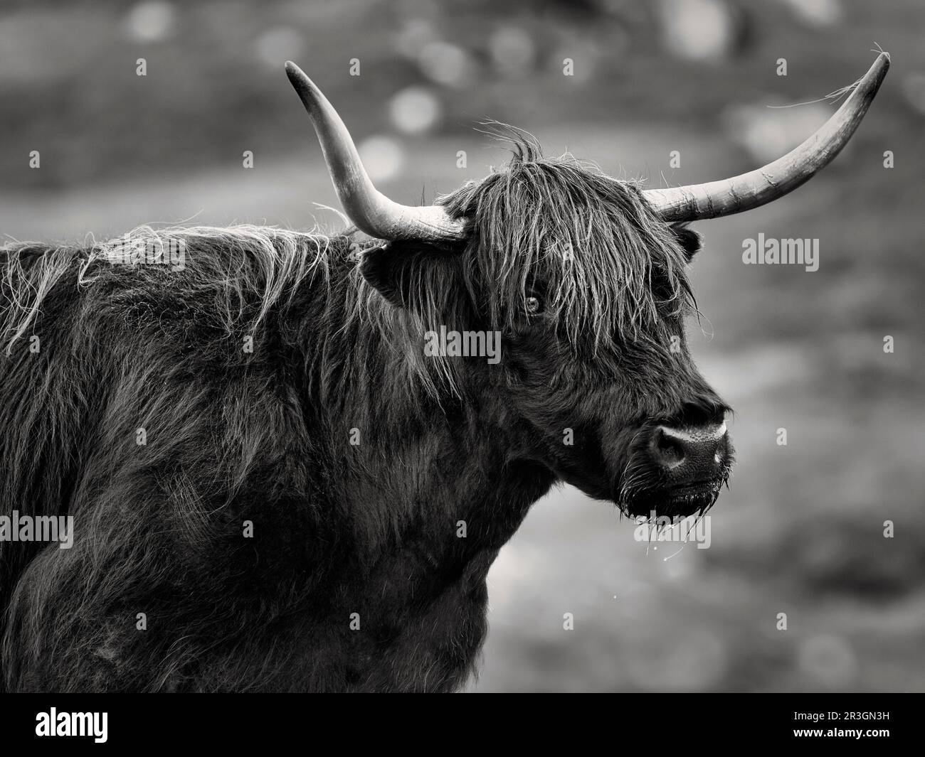 Ganado de las Tierras Altas escocesas (Bos primigenius f. tauro), ganado de las Tierras Altas o Kyloe, negro, imagen de la cabeza, monocromo, Isla de Lewis y Harris, Exterior Foto de stock