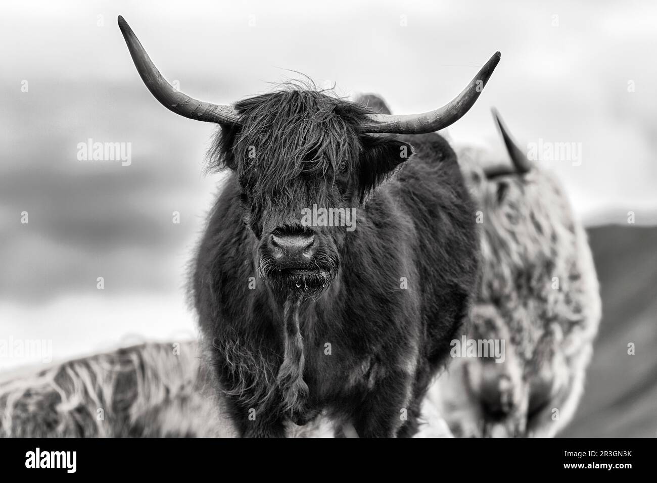 Ganado de las Tierras Altas escocesas (Bos primigenius f. tauro), ganado de las Tierras Altas o Kyloe, negro, imagen de la cabeza, monocromo, Isla de Lewis y Harris, Exterior Foto de stock