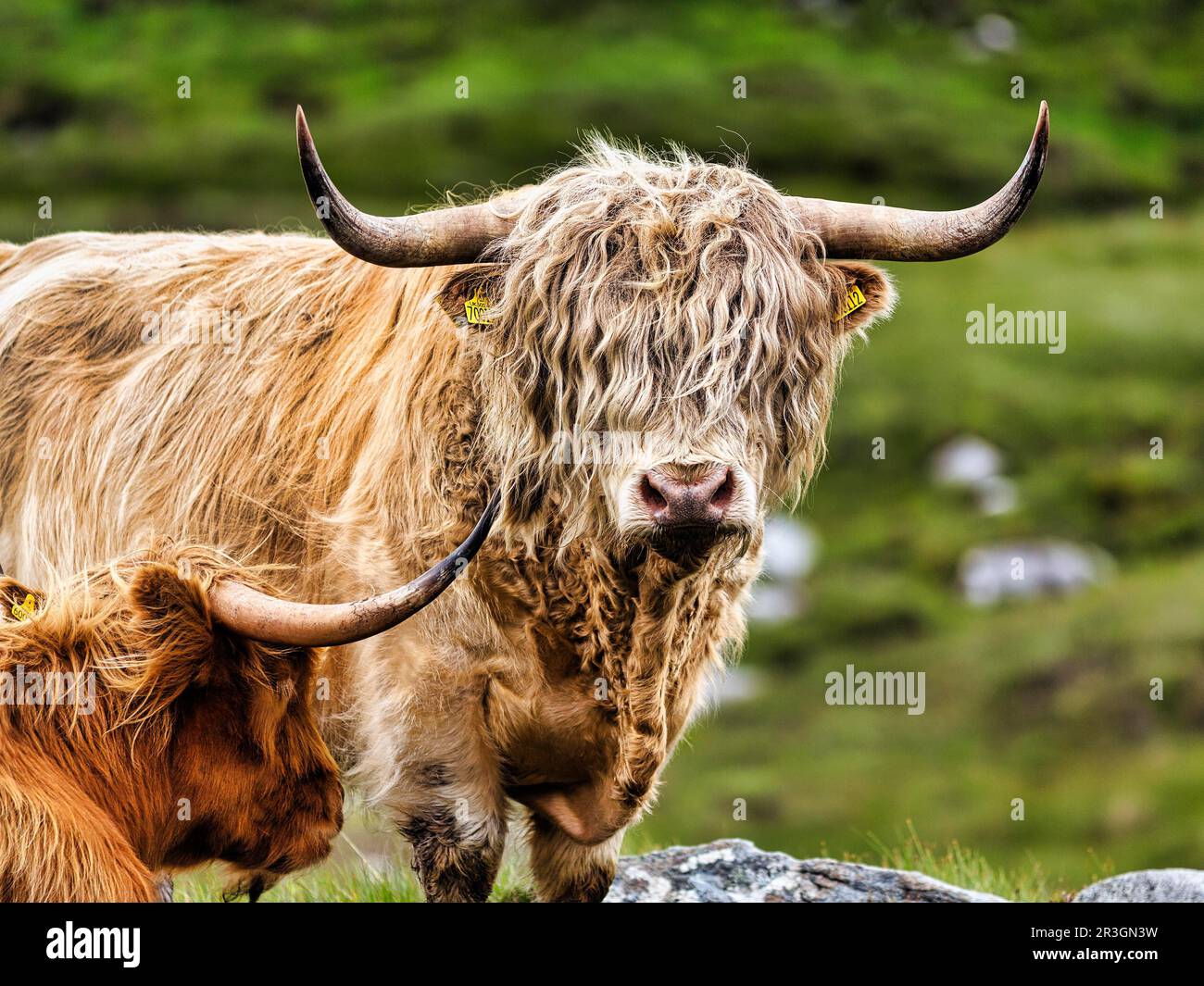 Ganado de las Tierras Altas Escocesas (Bos Primigenius f. taurus), dos ganado de las Tierras Altas o Kyloe, Isla de Lewis y Harris, Hébridas Exteriores, Hébridas, Escocia Foto de stock