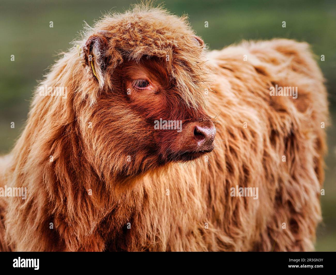 Ganado de las Tierras Altas de Escocia (Bos Primigenius f. taurus), ganado de las Tierras Altas o Kyloe, ternera, Isla de Lewis y Harris, Hébridas Exteriores, Hébridas, Escocia Foto de stock