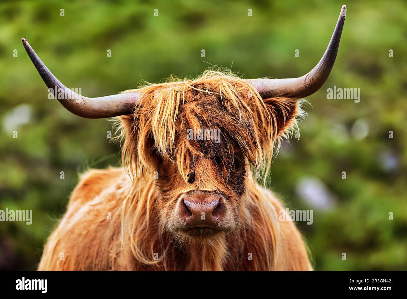 Ganado de las Tierras Altas escocesas (Bos Primigenius f. tauro), ganado de las Tierras Altas o Kyloe, foto principal, Isla de Lewis y Harris, Hébridas Exteriores, Hébridas Foto de stock