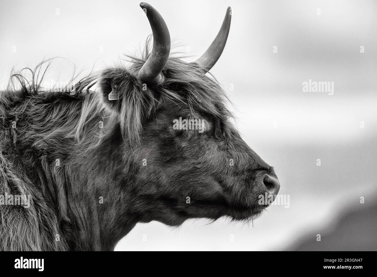 Ganado de las Tierras Altas escocesas (Bos Primigenius f. tauro), ganado de las Tierras Altas o Kyloe, imagen de la cabeza, monocromo, Isla de Lewis y Harris, Hébridas Exteriores Foto de stock