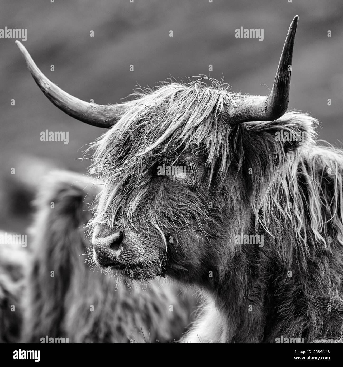 Ganado de las Tierras Altas escocesas (Bos Primigenius f. tauro), ganado de las Tierras Altas o Kyloe, imagen de la cabeza, monocromo, Isla de Lewis y Harris, Hébridas Exteriores Foto de stock