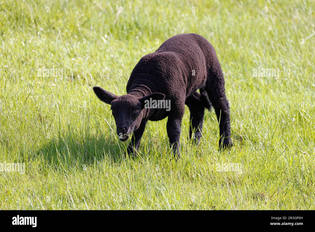 Oveja doméstica negra (Ovis gmelini aries) cordero comiendo hierba, niño animal, Schleswig-Holstein, Alemania Foto de stock