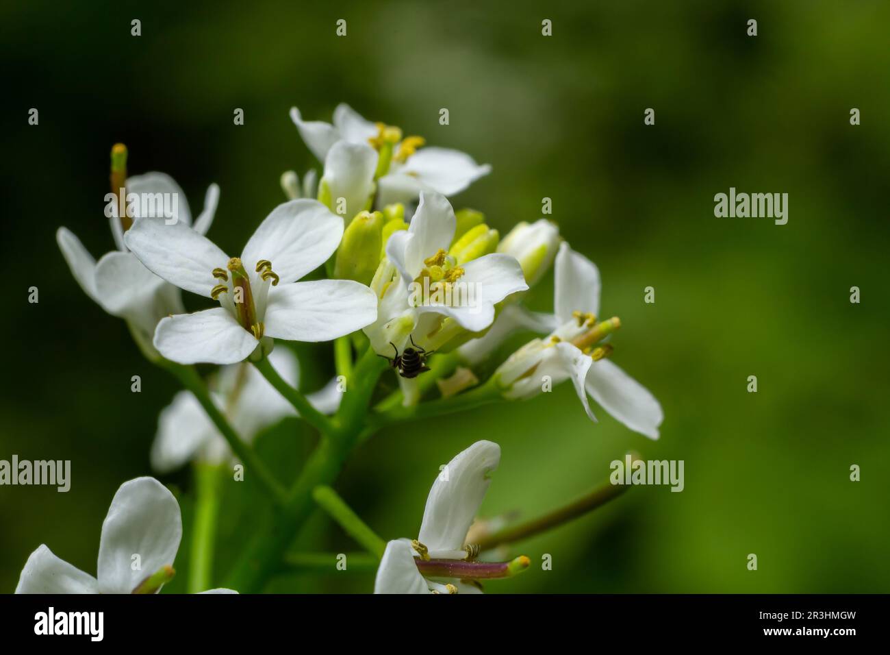 Flores de mostaza de ajo Alliaria petiolata cerca. Alliaria petiolata, o mostaza de ajo, es una planta de floración bienal de la familia de la mostaza Brassic Foto de stock