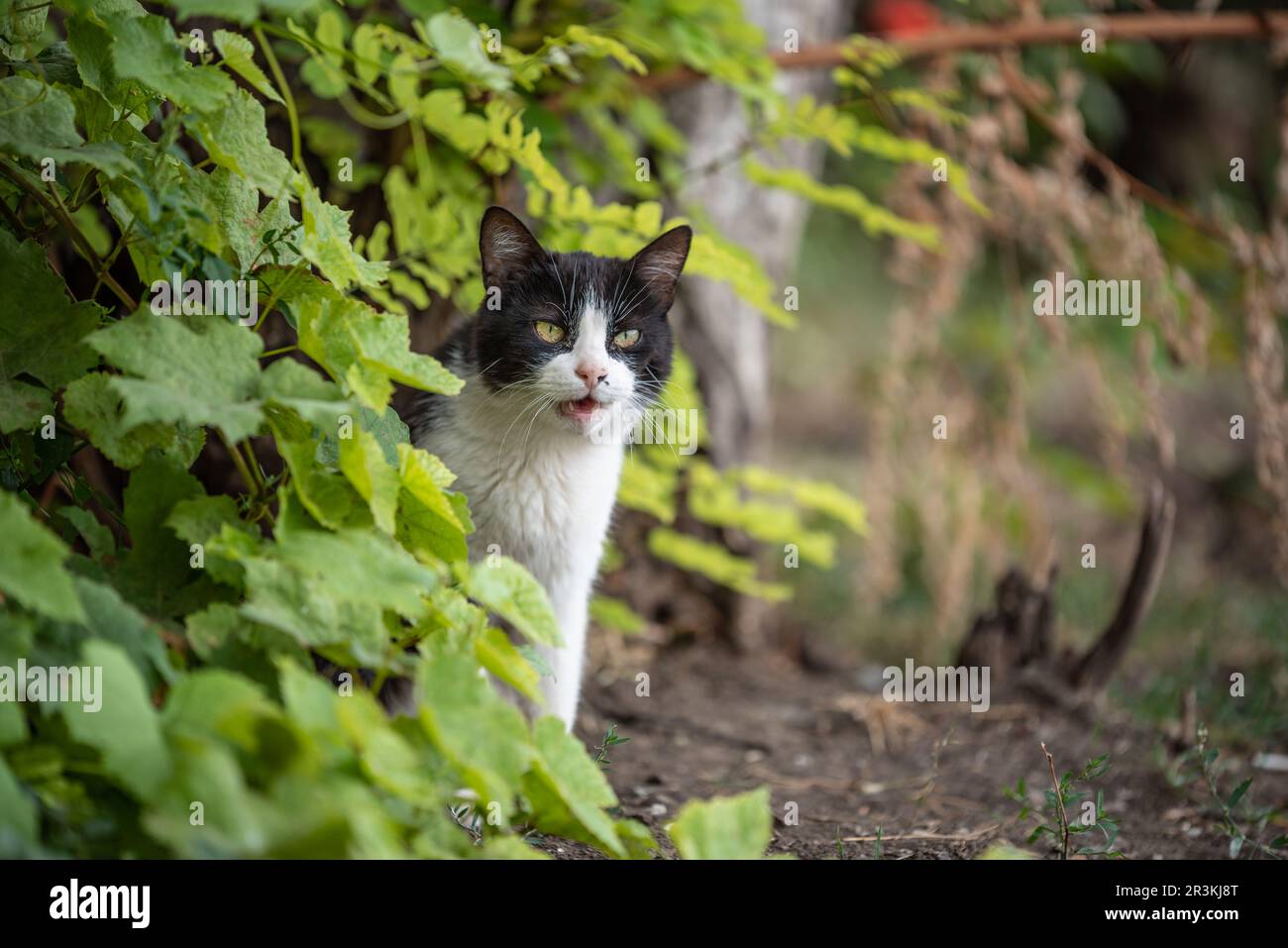 Gato blanco y negro enojado en los arbustos Foto de stock