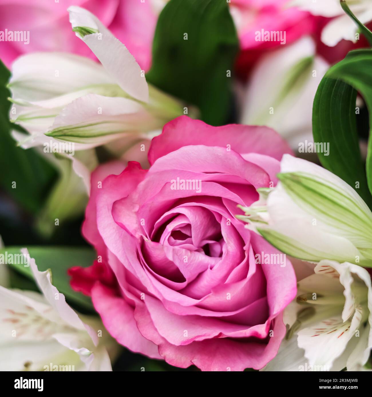 Muchos pétalos de rosa fotografías e imágenes de alta resolución - Alamy