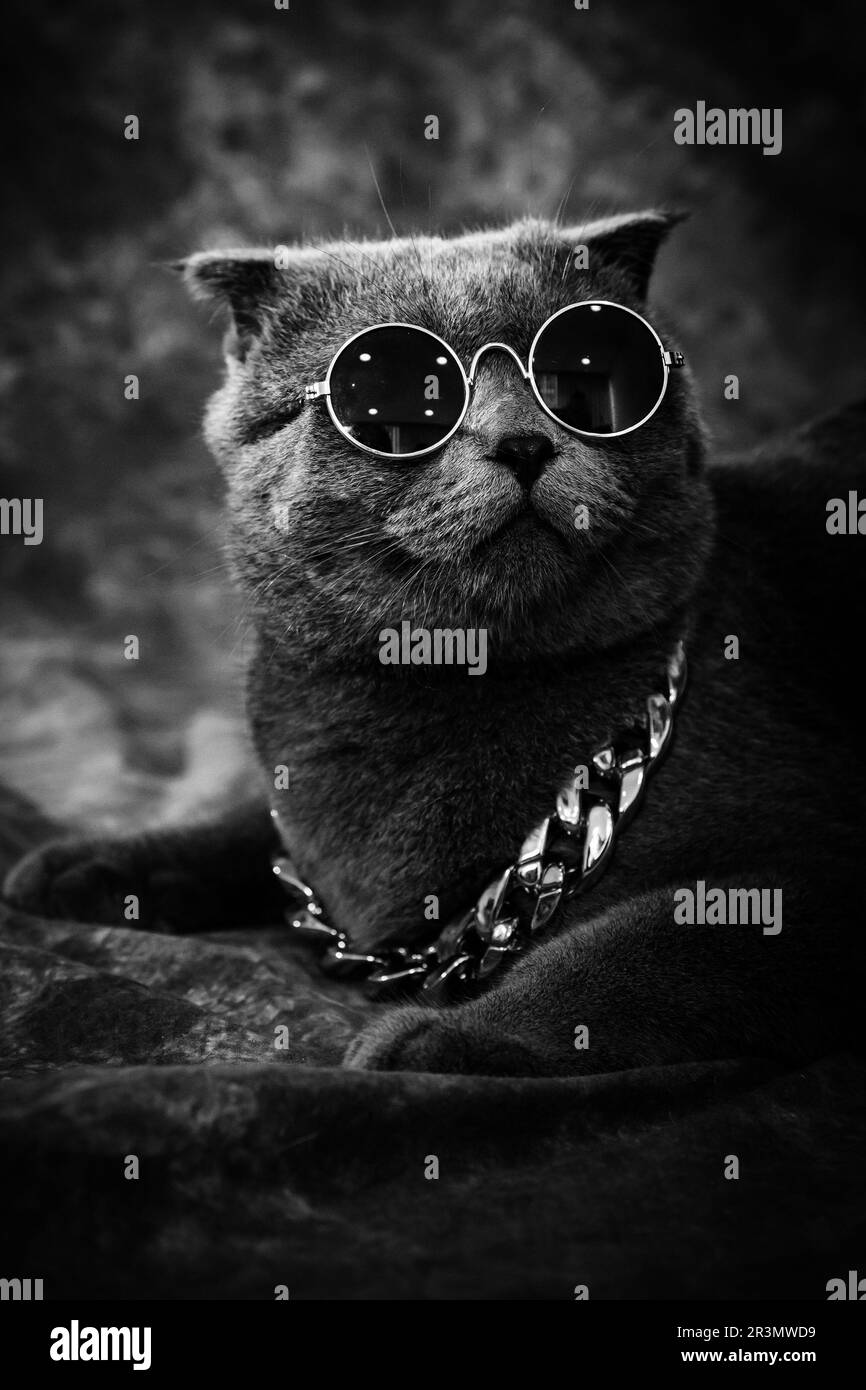 Fotografía de gatos Imágenes de stock en blanco y negro - Alamy