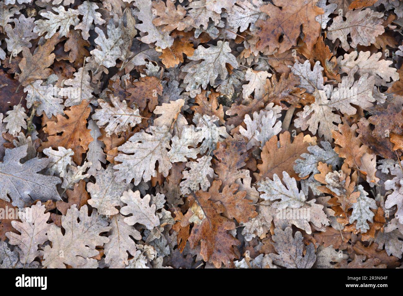 Patrón de hoja de otoño de hojas de roble Pedunculado. Quercus robur. Foto de stock